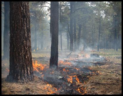 Photo credit: John Baily, Fire Ecologist, College of Forestry, Oregon State University.