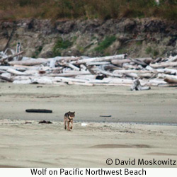 Wolf on Pacific Northwest Beach