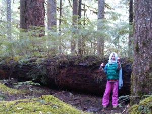 My 6 year old daughter, Ariela, standing alongside a "nurse log" - will her generation marvel in coastal rainforest giants?