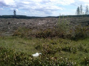 Clearcuts like this have nearly replaced the Olympian rainforests - is this what "managed with care" means?