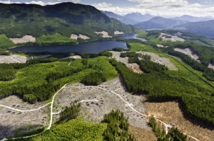 TimberWest clearcutting of the Great Bear rainforest; photo credit Garth Lenz