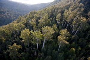 Native forests in Tasmania are global champions in carbon storage and include the tallest flowering trees on earth. These forests are now part of an historic agreement to end logging of native forests in Tasmania thanks to the efforts of conservation groups.  Photo credit: Vica Bayley, The Wilderness Society (Tasmania).
