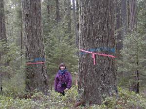Old-growth temperate rainforest in southwest Oregon with large carbon-storing trees marked for logging (photo credit: F. Eatherington, Cascadia Wildlands)