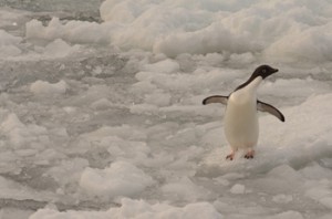 Adelie Penguin in the Rain on the Larsen Ice Shelf, Antarctica. Photo credit Cristina Eisenberg