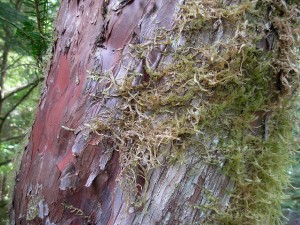 The bark of the pacific yew is the subject of cancer research. Photo by brewbooks, used under Creative Commons licensing.