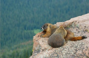 Marmots in the Rocky Mountains. Photo by Joe Jiang, used under Creative Commons licensing.