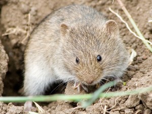 A vole of the genus studied by Ronald Chesser and Robert Baker. Photo by Vitalii Khustochka, used under Creative Commons licensing.