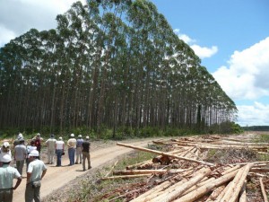 Eucalyptus plantation in Brazil. A forest farming operation; the world uses a lot of paper.