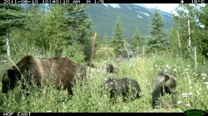 Grizzly Bear and Cubs Using Wildlife Overpass in Banff National Park, Demonstrating Connectivity within the Matrix. Photo by Anthony Clevenger, Banff National Park. Used with permission.