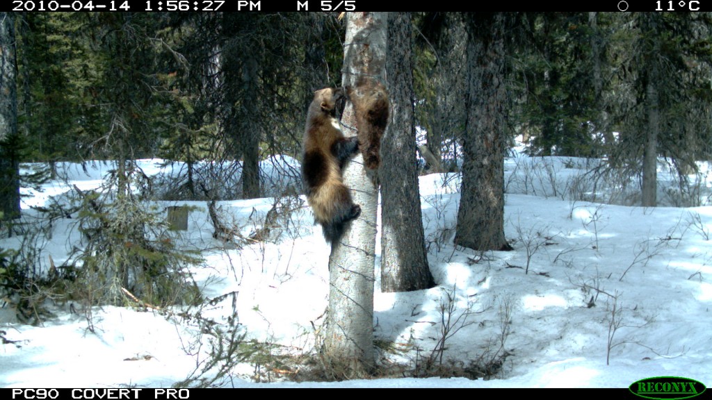 Wolverine Taking the Bait at a DNA Study Hair Snare to Study Connectivity within the Matrix in Banff. Photo by Anthony Clevenger, Banff National Park. Used with permission.