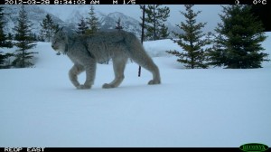 Lynx using a wildlife overpass over Highway 1 in Banff national Park Photo credit: Anthony Clevenger.