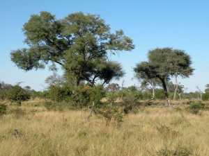 Trees in African savannah