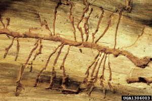 Galleries under the bark increase in width as bark beetle larvae mature and eat their way toward freedom and flight.