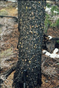 A tree’s first defense against bark beetles is to exude pitch around the attacking insects.