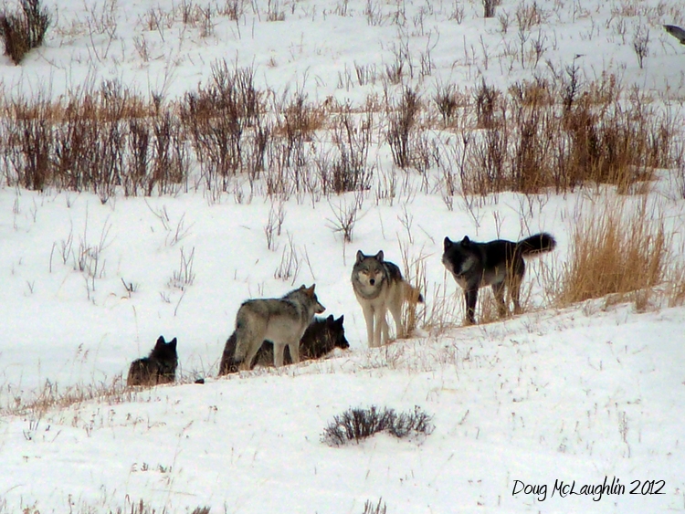 The Lamar Canyon pack in 2012. Photo by Doug McLaughlin, used with permission.