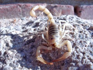 A hairy scorpion at Twentynine Palms in California. Photo by Robb Hannawacker, creative commons.