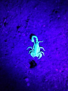Scorpion in Nevada at night. Photograph by the author.