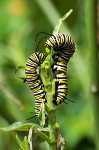 Monarch larvae. Photo by Nicole Castle Brookus, used under Creative Commons licensing.