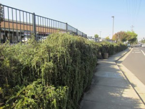 A wall of cascading rosemary outside a popular supermarket. Inside the supermarket, rosemary is $42/lb. Outside, it