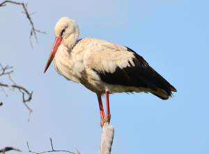 A white stork (Ciconia ciconia). Photo by Ian White, used under Creative Commons licensing.