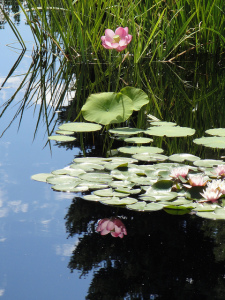 Water lilies at the Denver Botanic Garden. Photo by Carly Lesser & Art Drauglis, used under Creative Commons licensing.