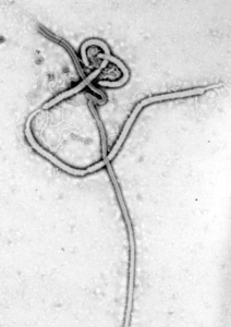 An Ebola virus. Photo by CDC/Dr. Frederick A. Murphy.