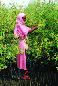 A woman from the village of Hirgigo in Eritrea harvests propagules from flourishing five-year-old mangrove trees that will be used to plant new areas of coastline and feed sheep and goats.