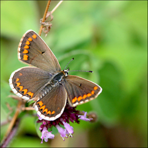 Brown Argus (Aricia agestis). Photo by Phil, used under Creative Commons licensing.