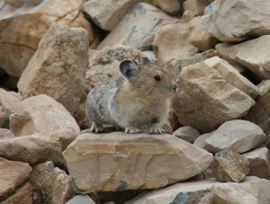 An American pika. Photo by Glacier NPS, used under Creative Commons licensing.