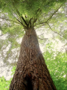 Old-growth hemlock in Allegheny National Forest, New York. Photo by Nicholas A. Tonelli, used under Creative Commons licensing.