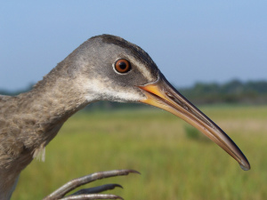 A clapper rail in Delaware. Photo by U.S. Fish and Wildlife Service Northeast Region, used under Creative Commons licensing.