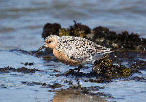 A Red knot. Photo by Jason Crotty, used under Creative Commons licensing.