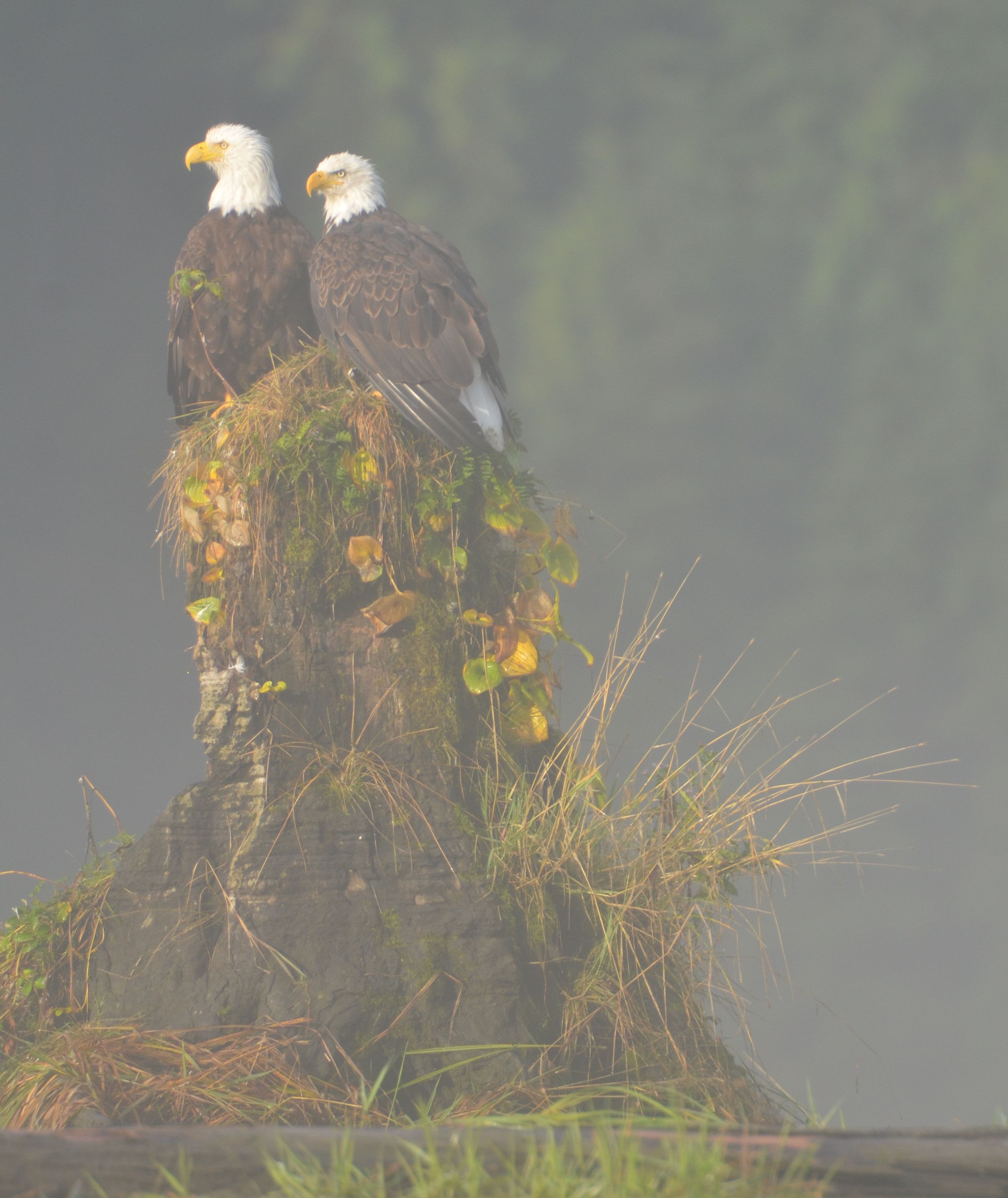 Eagles in the mist, Khutze Inlet. Photo by Cristina Eisenberg.