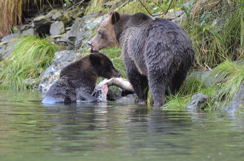 Grizzly mother teaching cub to fish. Photo by Cristina Eisenberg.