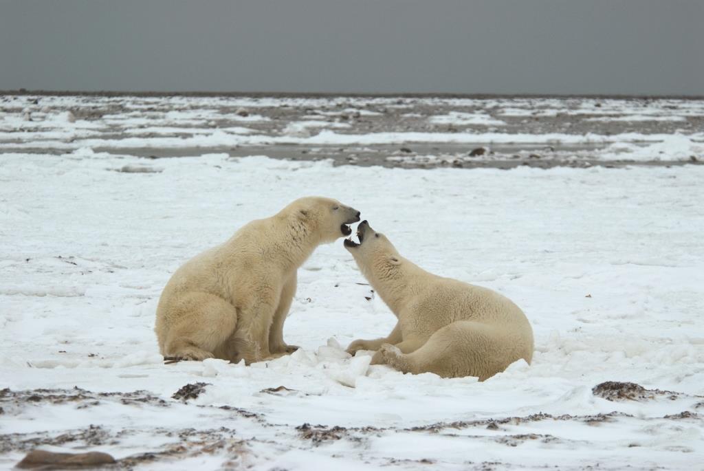 In the 1990s, scientists such as Ian Stirling and Andrew Derocher predicted that polar bear populations at the southern edge of their range would decline as sea ice retreated. Photo by Edward Struzik.