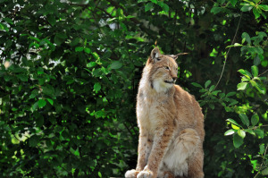 Iberian lynx. Photo by Steve Slater, used under Creative Commons licensing.
