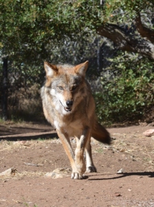 Mexican gray wolf, California Wolf Center. Photo by Cristina Eisenberg.
