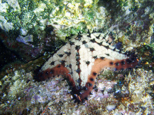 A chocolate chip sea star. Photo by David Galvan, used under Creative Commons licensing.