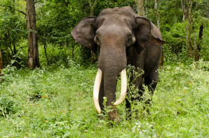 Asian elephant. Photo by Srikaanth Sekar, used under Creative Commons licensing.