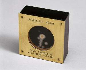 A sample of penicillin mold presented by Alexander Fleming in 1935. Photo by the Science Museum of London, used under Creative Commons licensing.