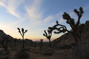 Joshua trees. Photo by Jean-Michel Villanove, used under Creative Commons licensing.