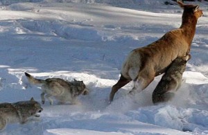 Elk running from wolves. Photo courtesy National Parks Service.