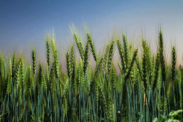 A drought- and disease-resistant wheat variety growing in Pakistan. Photo by International Maize and Wheat Improvement Center, used under Creative Commons licensing.
