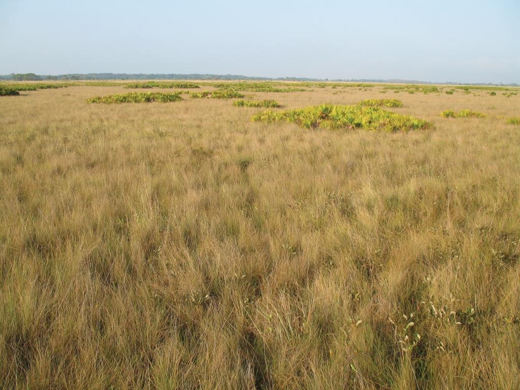 Florida dry prairie at Kissimmee Prairie Preserve State Park. Once covering more than 1.2 million acres, the dry prairie has been reduced by around 90%, mostly due to conversion to "improved" pasture. Still, tens of thousands of acres remain in relatively large blocks, making this one of the most extensive grasslands in the South.