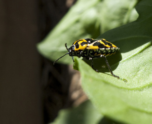 Harlequin beetle. Photo by TCDavis, used under Creative Commons licensing.